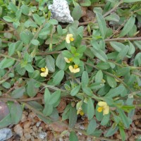 <i>Polygala chinensis</i>  L.